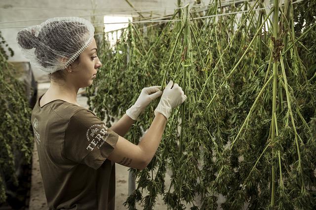 Die Cannabis-Industrie ist stark am wachsen.